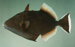 Image of Halfmoon triggerfish