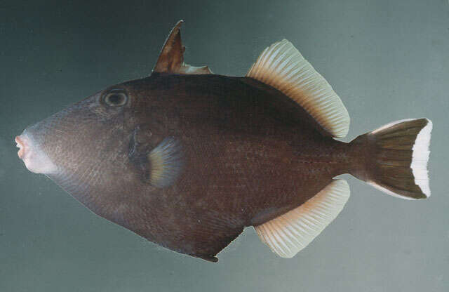 Image of Halfmoon triggerfish