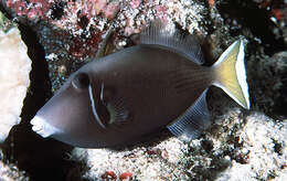 Image of Halfmoon triggerfish