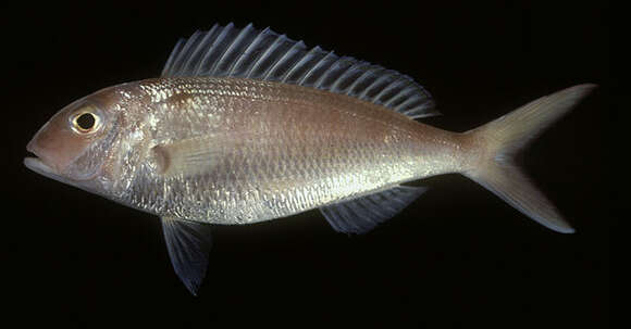 Image of Fork-tailed threadfin bream