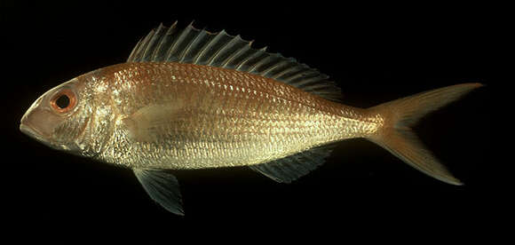 Image of Fork-tailed threadfin bream