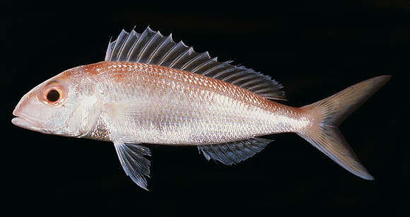 Image of Fork-tailed threadfin bream