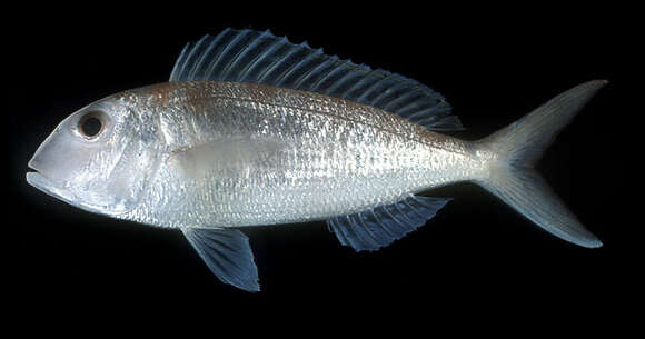 Image of Fork-tailed threadfin bream