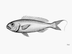 Image of Yellow-lip threadfin bream