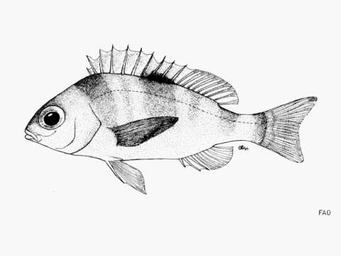 Image of Monocle bream