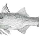 Image of African blackspot threadfin