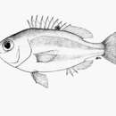 Image of Redfin dwarf monocle bream