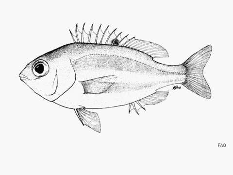 Image of Redfin dwarf monocle bream