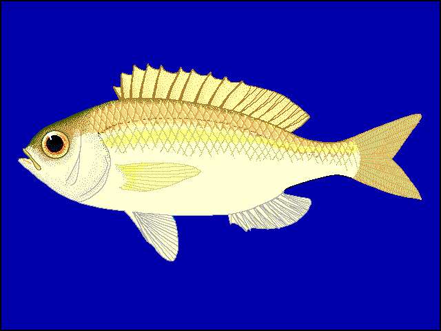 Image of Collared monocle bream