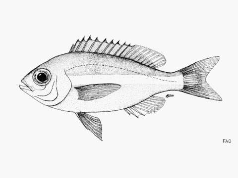 Image of Collared monocle bream