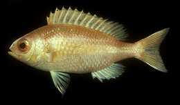 Image of Collared monocle bream