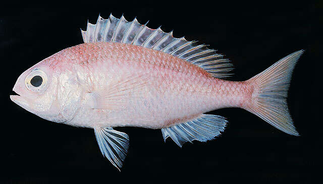 Image of Collared monocle bream