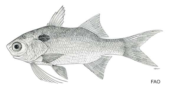 Image of Arabian blackspot threadfin