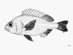Image of Scaly dwarf monocle bream