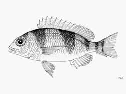 Image of Banded monocle bream