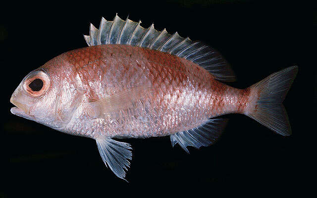 Image of Banded monocle bream