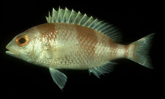 Image of Banded monocle bream