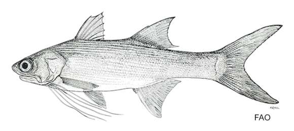 Image of Slender fivefinger threadfin