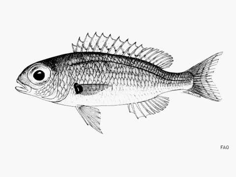 Image of Slender dwarf monocle bream