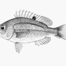 Image of Red-spot dwarf monocle bream