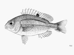 Image of Red-spot dwarf monocle bream