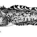 Image of Bicolor toadfish