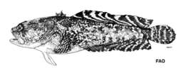 Image of Bicolor toadfish