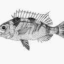 Image of Long-rayed dwarf monocle bream