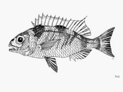 Image of Long-rayed dwarf monocle bream