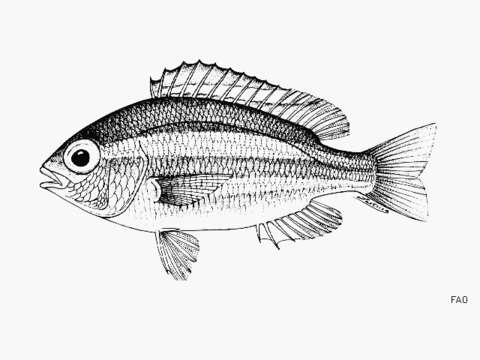 Image of Monocle bream