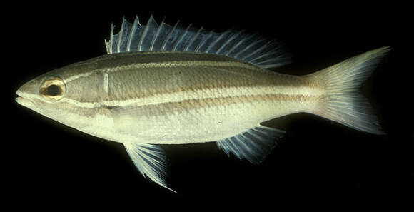 صورة Pentapodus bifasciatus (Bleeker 1848)