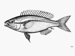 Image of Black stripe butterfish