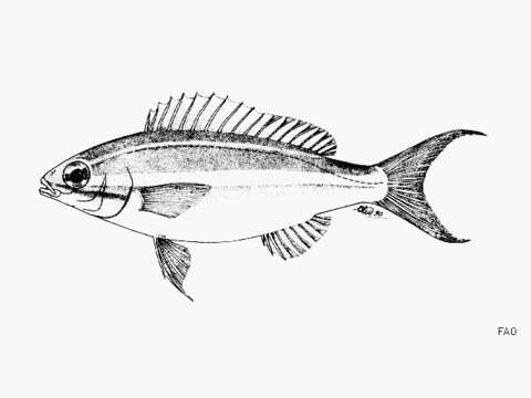 صورة Pentapodus caninus (Cuvier 1830)