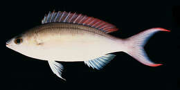 Image of Big-tailed besugo