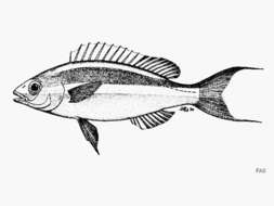 Image de Pentapodus emeryii (Richardson 1843)