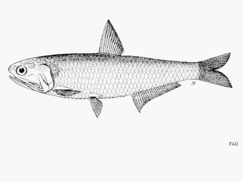Image of False baelama anchovy