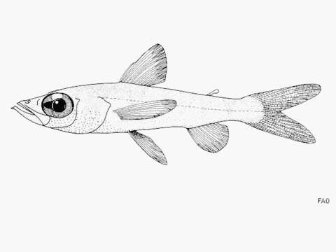 Image of Spinyjaw greeneye