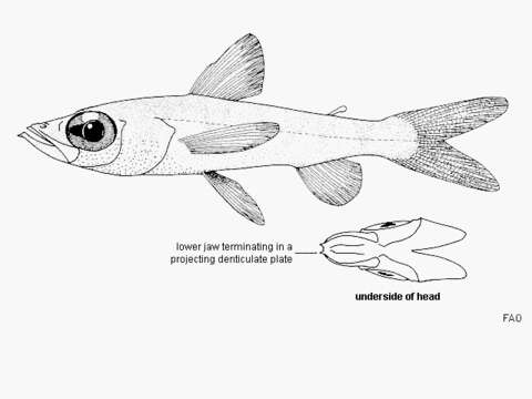 Image of Spinyjaw greeneye