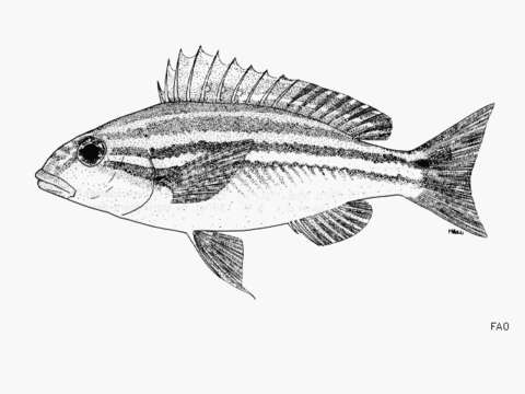 Image of Scaevius