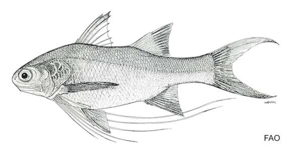 Image of Long-limb threadfin