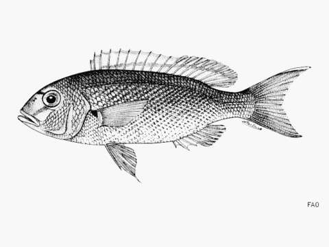 Image of Lattice monocle bream