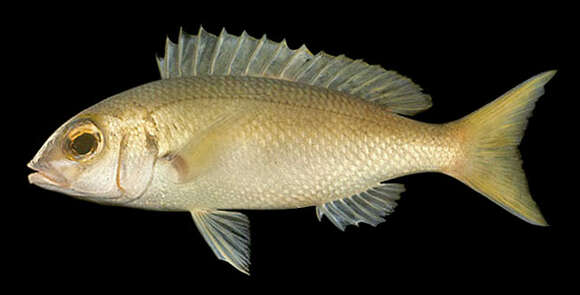 Image of Lattice monocle bream