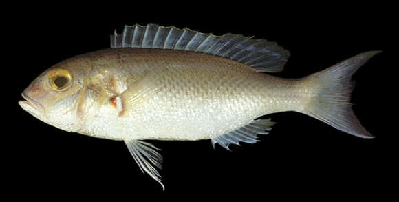 Image of Lattice monocle bream