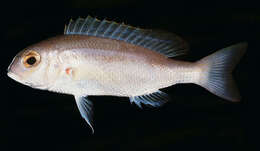 Image of Lattice monocle bream