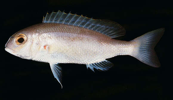 Image of Lattice monocle bream