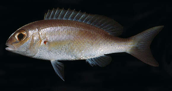 Image of Lattice monocle bream