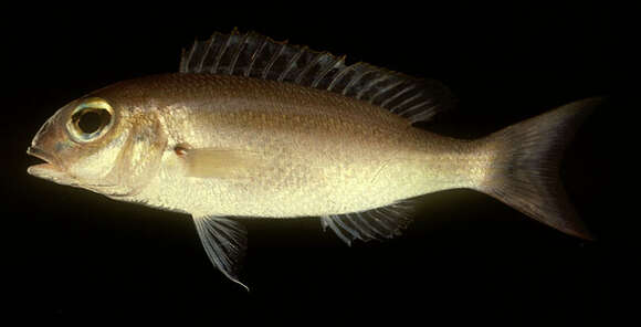 Image of Lattice monocle bream