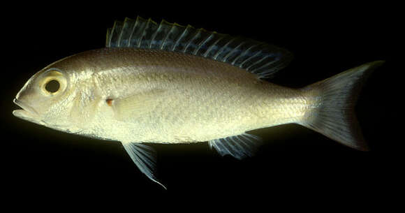 Image of Lattice monocle bream