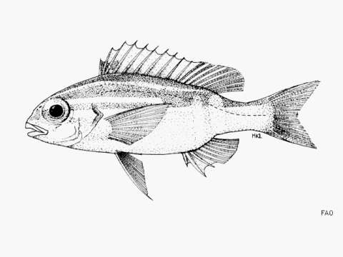 Image of Black-and-white monocle bream