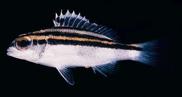 Image of Black-and-white monocle bream